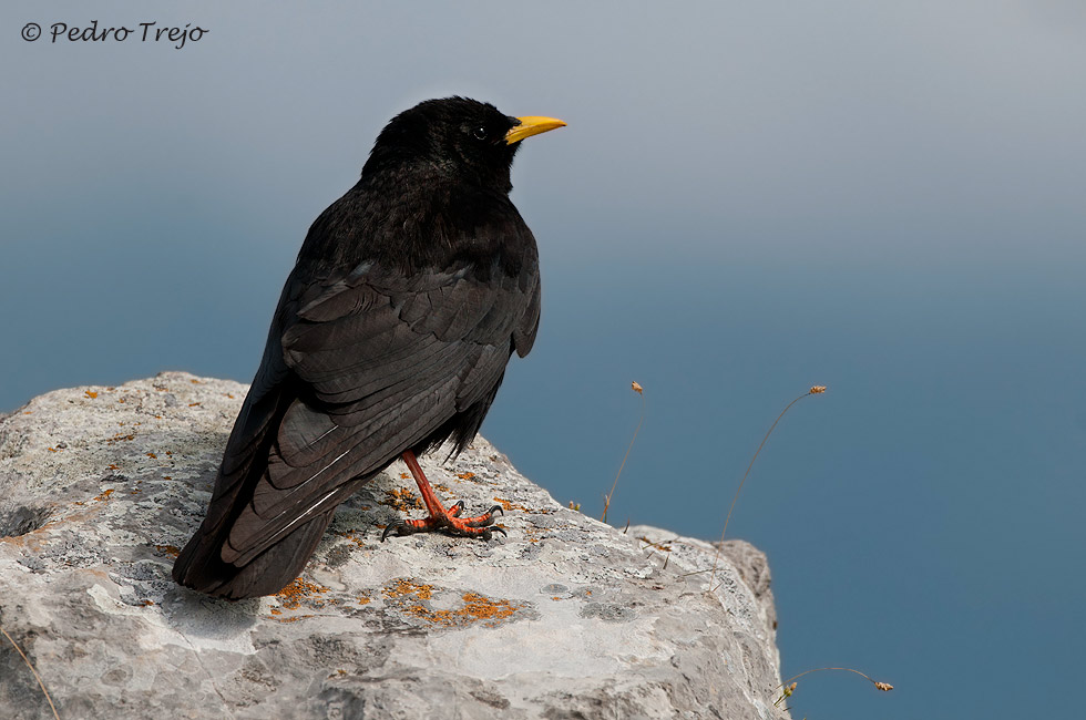 Chova piquigualda (Pyrrhocorax graculus)